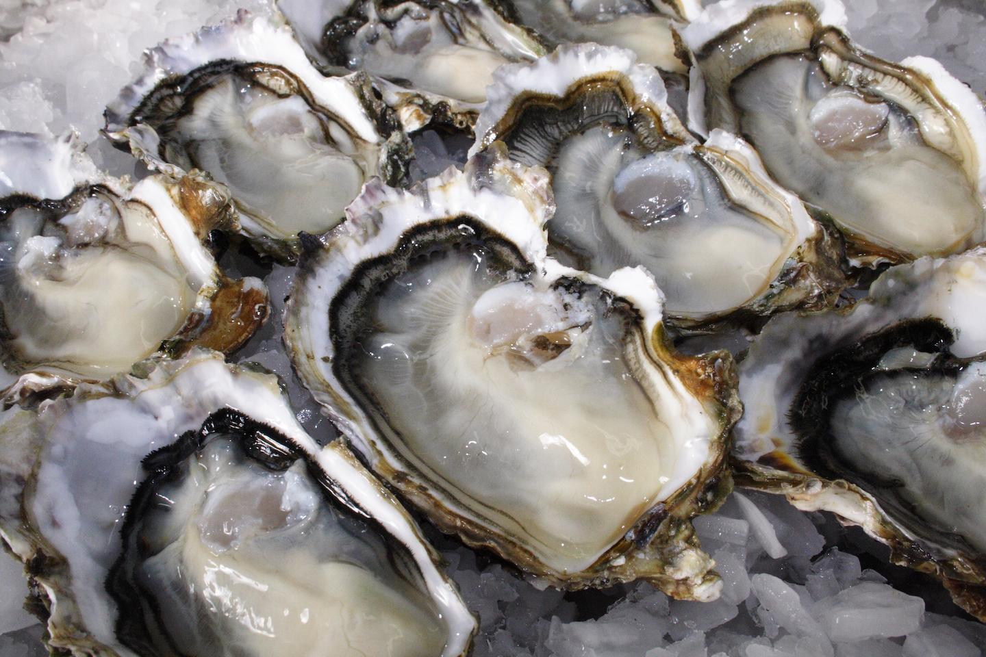 oysters